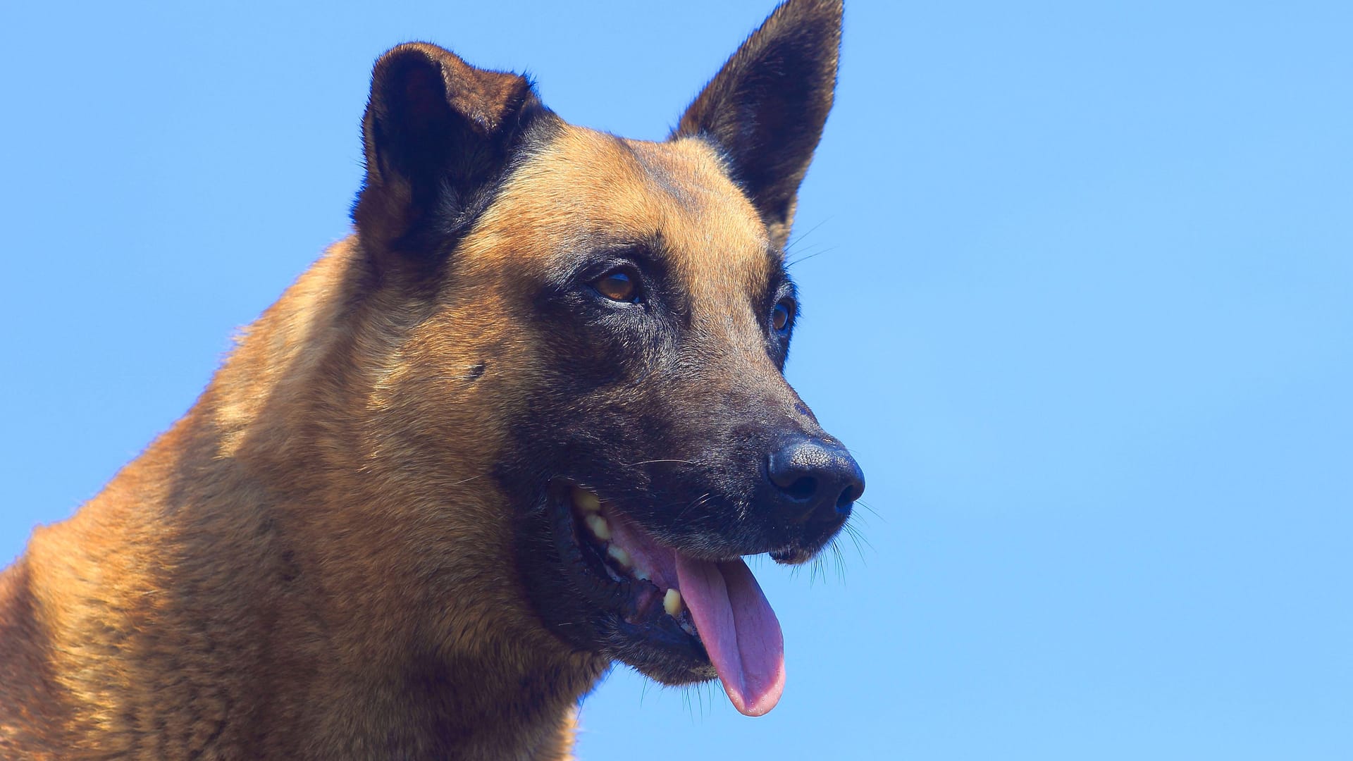 Ein Belgischer Malinois (Symbolbild): Das Tier wurde nach dem Angriff getötet.