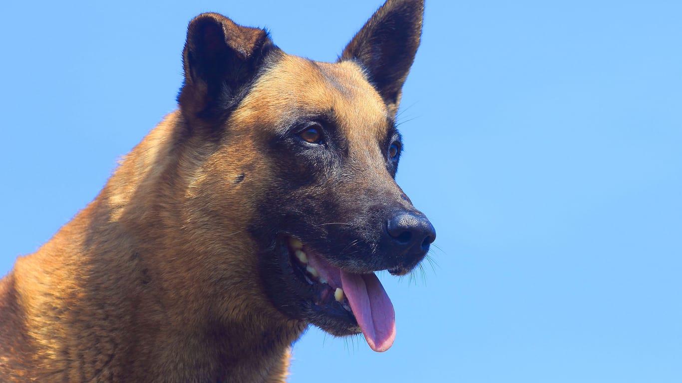 Ein Belgischer Malinois (Symbolbild): Das Tier wurde nach dem Angriff getötet.