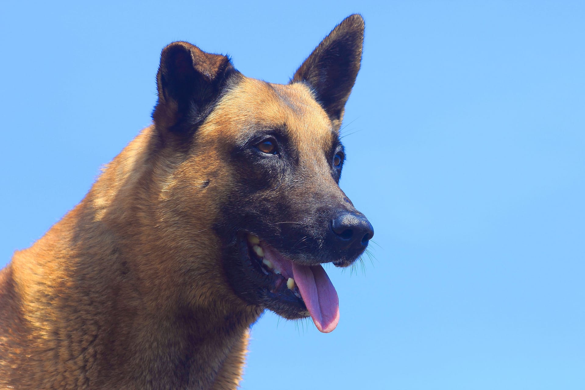 Ein Belgischer Malinois (Symbolbild): Das Tier wurde nach dem Angriff getötet.
