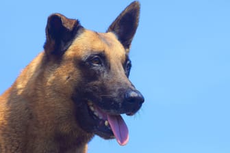 Ein Belgischer Malinois (Symbolbild): Das Tier wurde nach dem Angriff getötet.