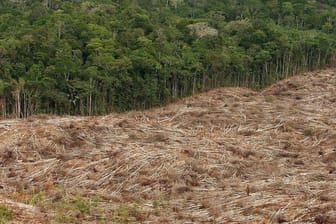Abholzung im Amazonasgebiet
