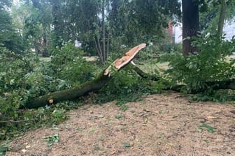 Auswirkungen des Sturms (Archivbild): Das Unwetter zerstörte ein Drittel der Bäume im Kölner Stadtgarten.