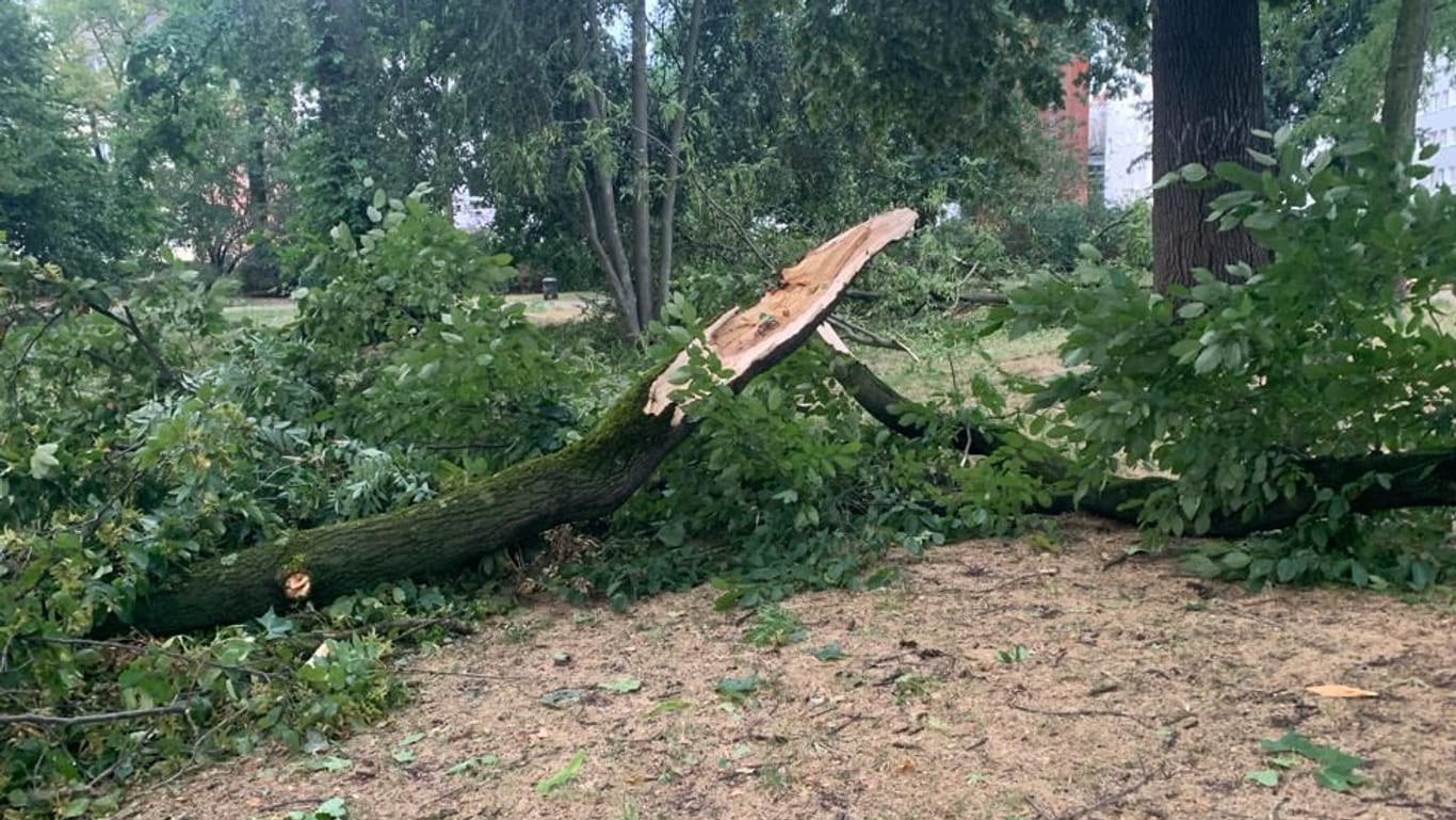 Auswirkungen des Sturms (Archivbild): Das Unwetter zerstörte ein Drittel der Bäume im Kölner Stadtgarten.