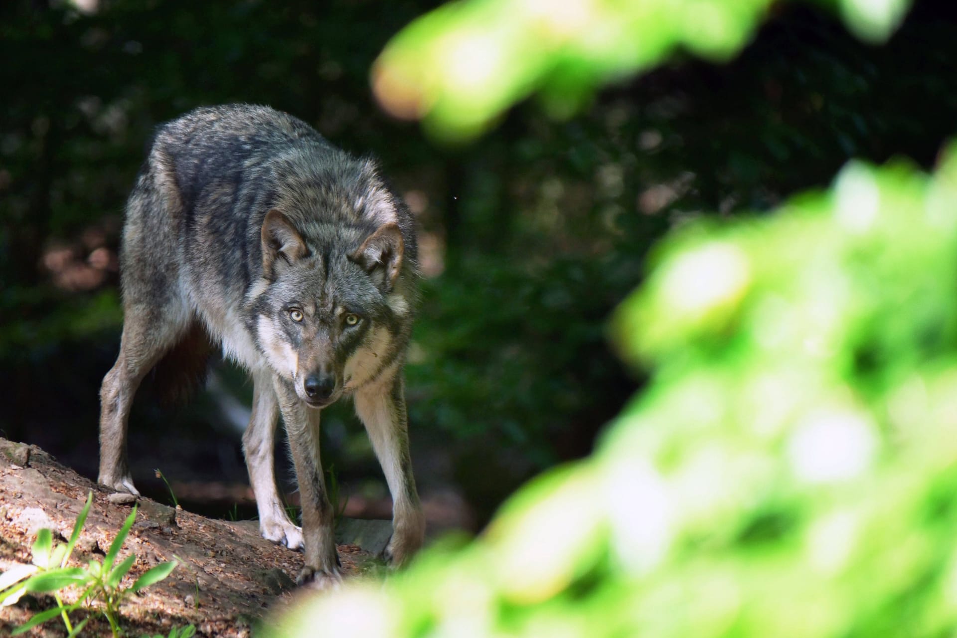 Der Wolf (Archivbild): Bundesumweltministerin Steffi Lemke will schnellere Abschüsse ermöglichen.