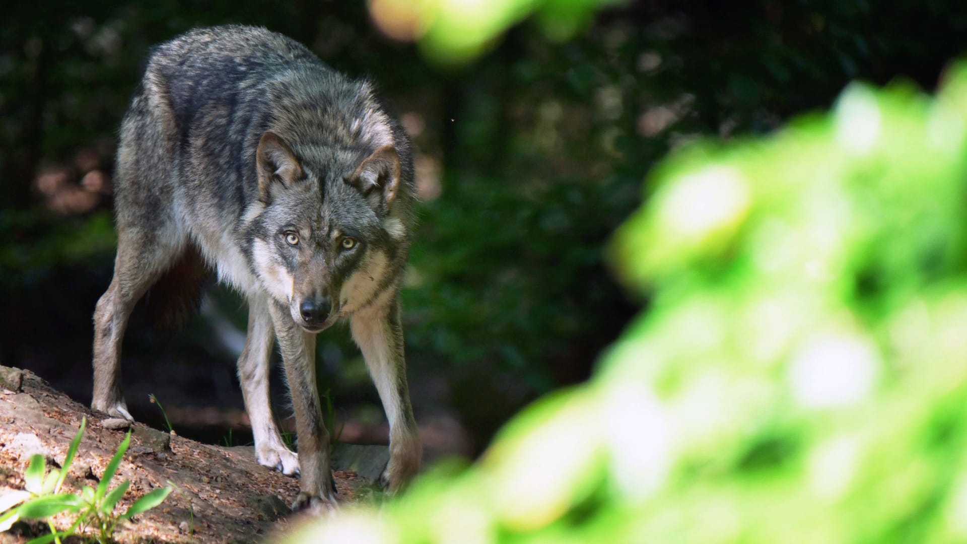 Der Wolf (Archivbild): Bundesumweltministerin Steffi Lemke will schnellere Abschüsse ermöglichen.