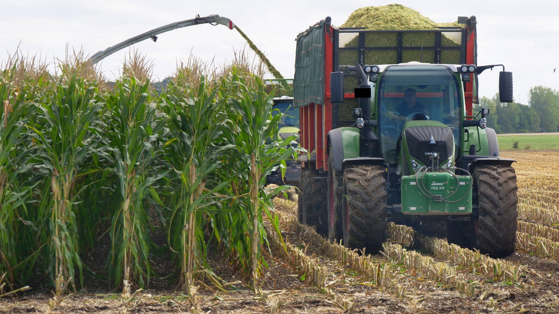 Eine Maschine häckselt Mais auf einem Feld (Symbolbild): Der Mann schlief offenbar in dem Feld.