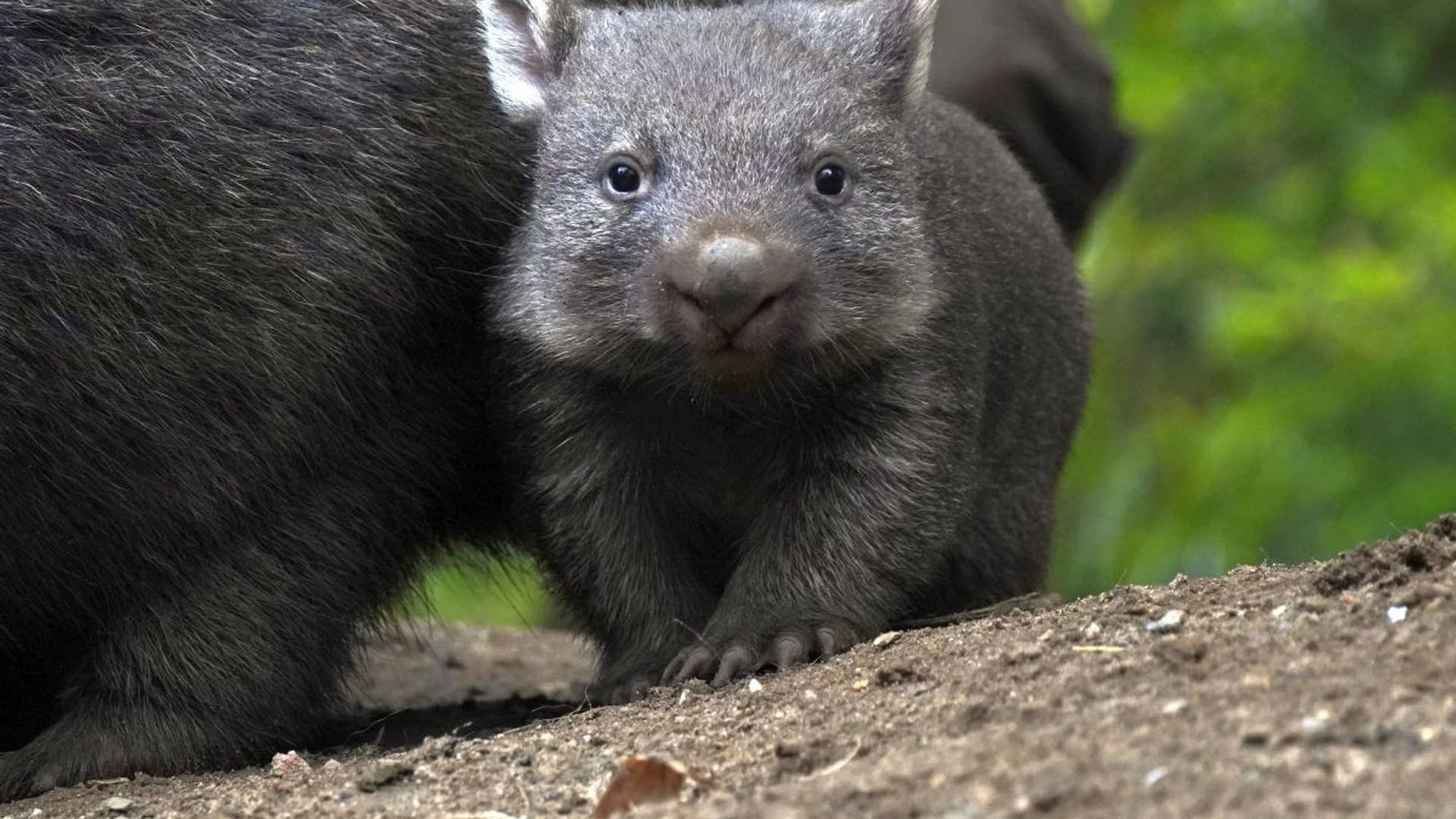Wombat-Nachwuchs