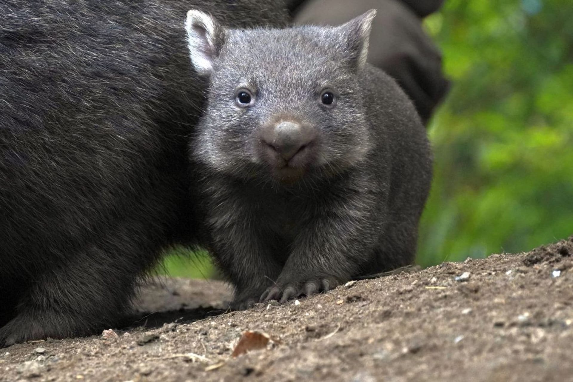 Wombat-Nachwuchs