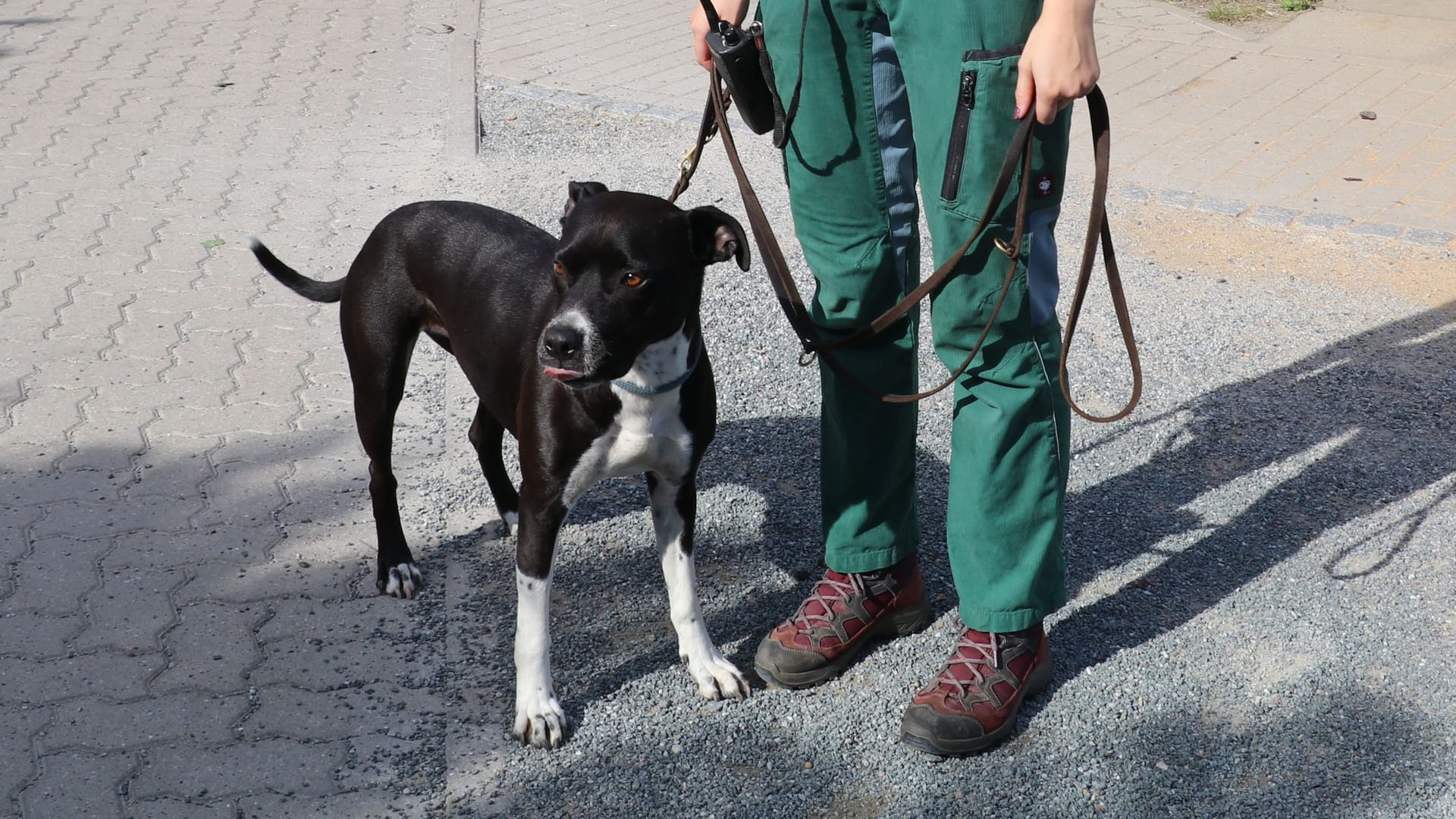 Emily: Der Staffordshire-Terrier-Mix ist fünf Jahre alt.