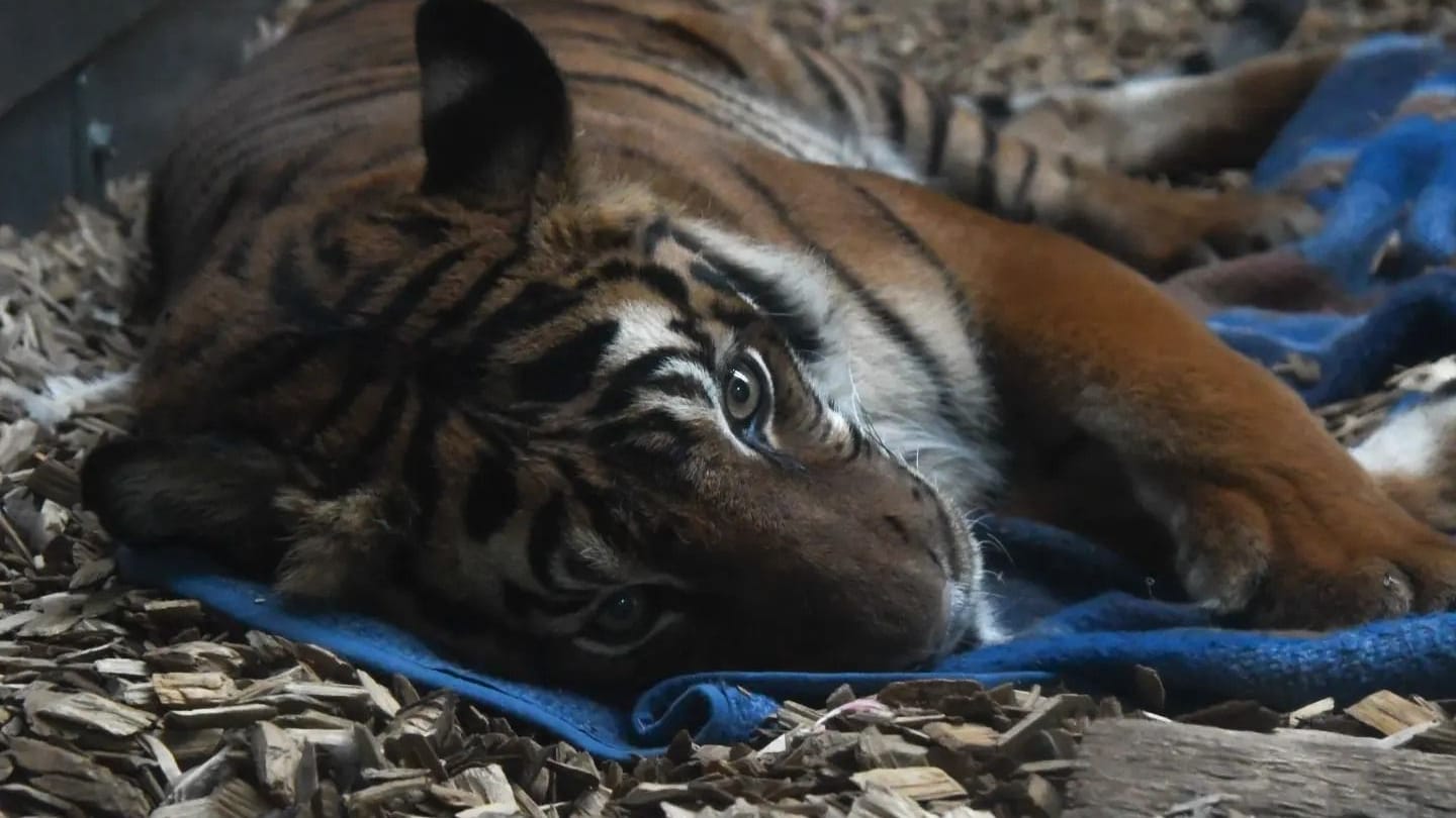 Ein Bild aus besseren Tagen: Die Tigerin Cindy wurde am 22. März 2002 Malaysia geboren und kam im Juli 2003 nach Halle. Ein Bild aus besseren Tagen: Die Tigerin Cindy wurde am 22. März 2002 Malaysia geboren und kam im Juli 2003 nach Halle.