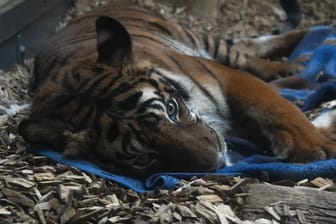 Ein Bild aus besseren Tagen: Die Tigerin Cindy wurde am 22. März 2002 Malaysia geboren und kam im Juli 2003 nach Halle.