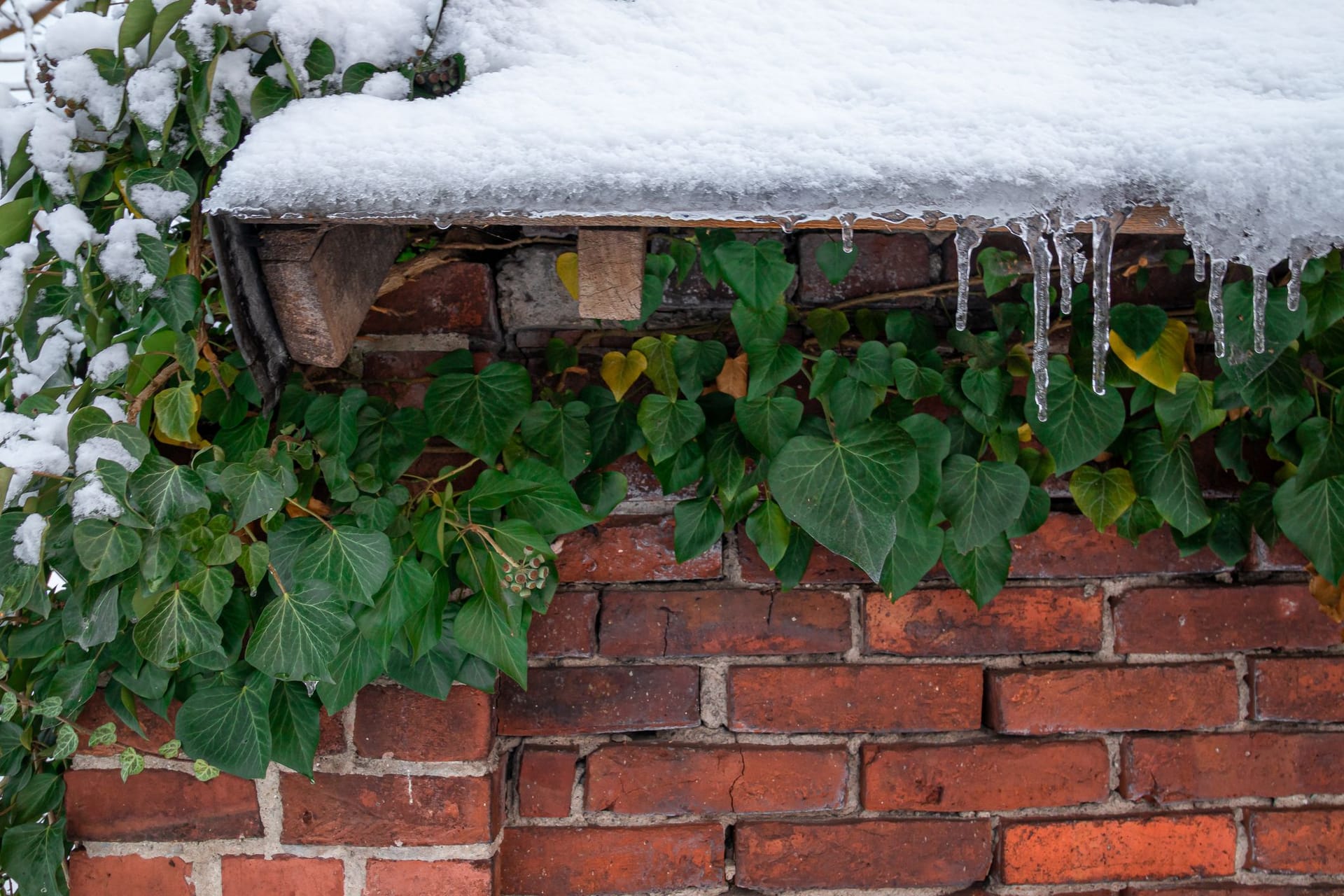 Klassischer Efeu ist pflegeleicht und besonders winterhart.