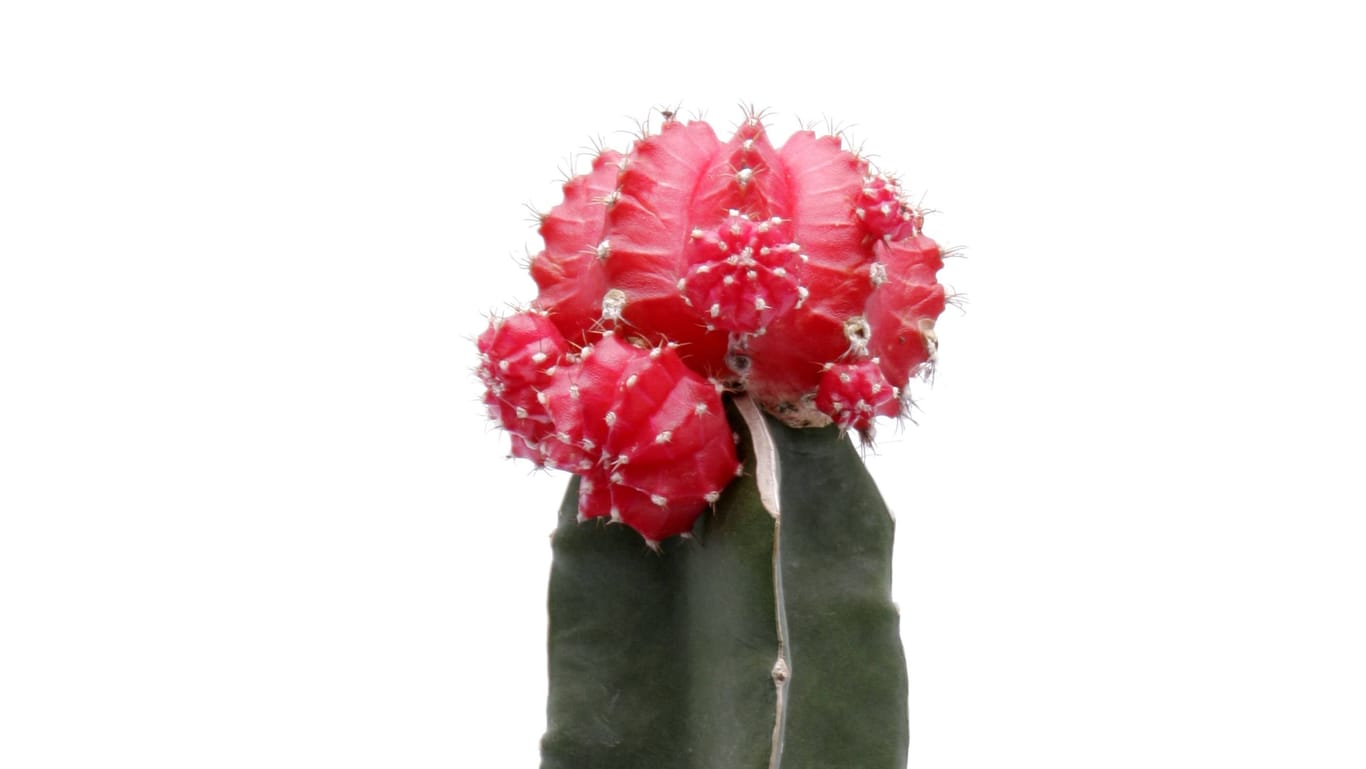 Erdbeerkaktus: Der Kaktus des Jahres 2023 ist aus einer Laune der Natur heraus entstanden.