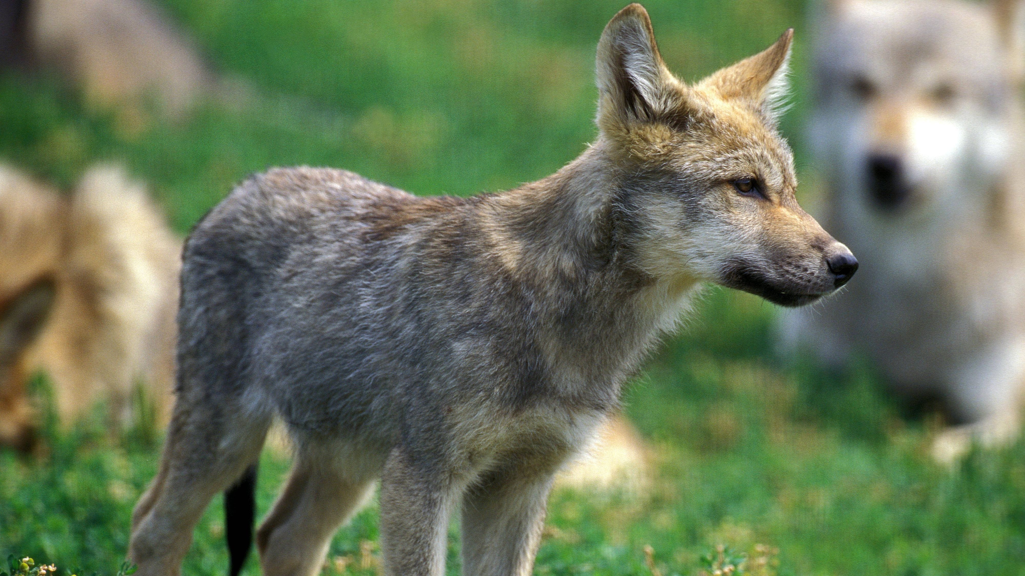 NRW: Zwei junge Wölfe bei Köln durch Autos getötet
