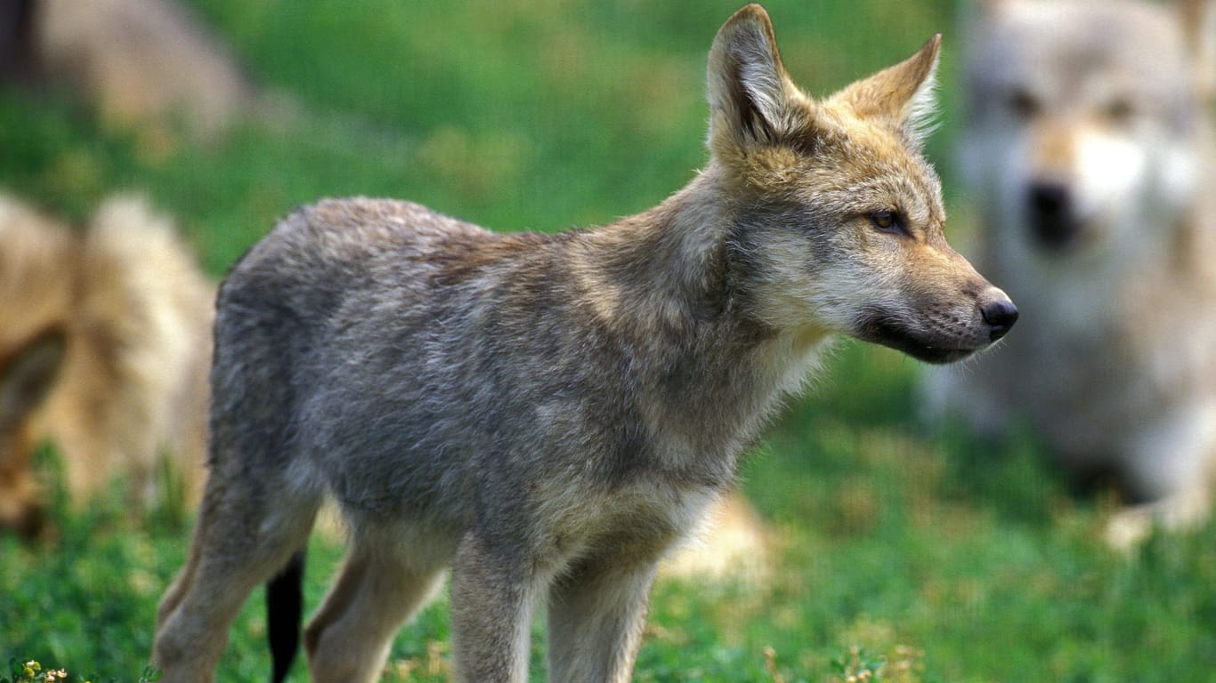 Ein junger Wolf (Symbolbild): Eine DNA-Analyse soll den endgültigen Beweis liefern.