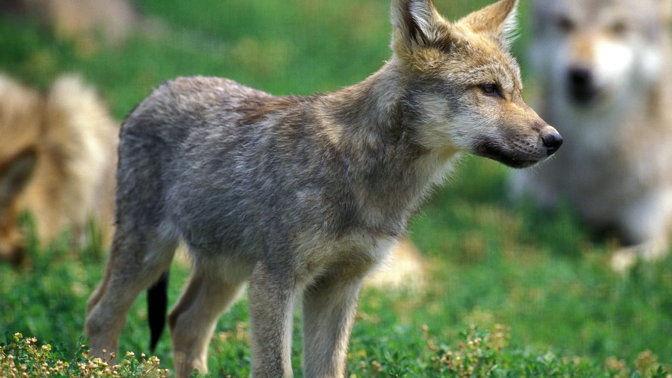 Ein junger Wolf (Symbolbild): Eine DNA-Analyse soll den endgültigen Beweis liefern.