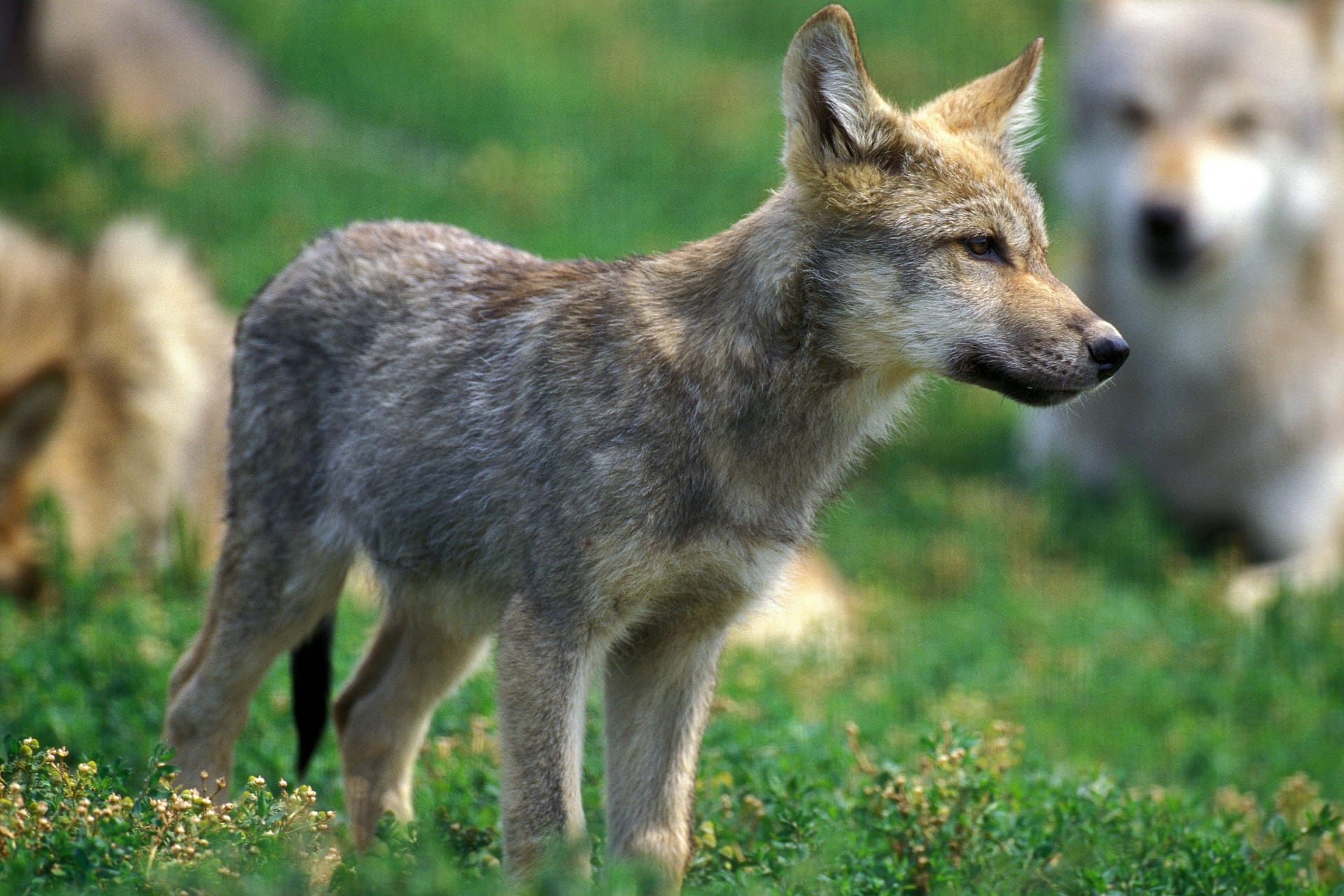 Ein junger Wolf (Symbolbild): Eine DNA-Analyse soll den endgültigen Beweis liefern.