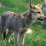Ostfriesland: Wolfswelpe stirbt bei Autounfall