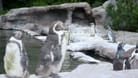 Das Pinguin-Gehege im Rostocker Zoo: Ende August kam hier ein Tier ums Leben.