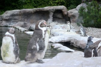 Das Pinguin-Gehege im Rostocker Zoo: Ende August kam hier ein Tier ums Leben.