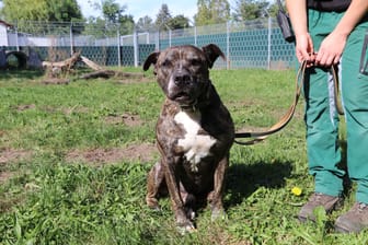 Rico: Der freundliche Hund ist seit ΓΌber einem Jahr im Tierheim. Rico: Der freundliche Hund ist seit ΓΌber einem Jahr im Tierheim.