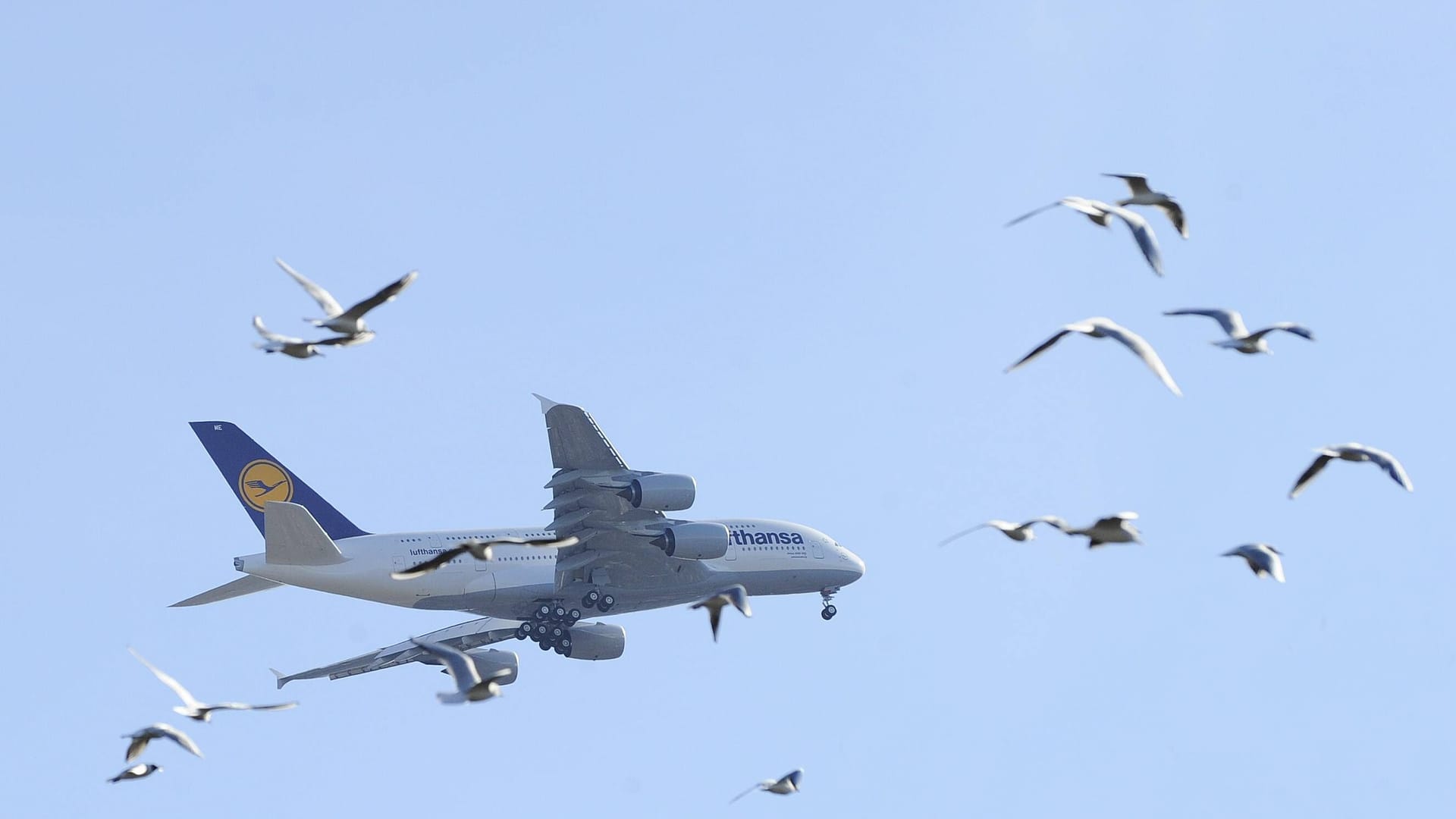 Airbus der Lufthansa (Symbolbild): Ein Zwischenfall über den Wolken führt zu einer Sicherheitslandung in Frankfurt.