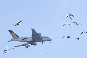 Airbus der Lufthansa (Symbolfoto): Ein Vogel gerät in die linke Turbine eines Flugzeugs.