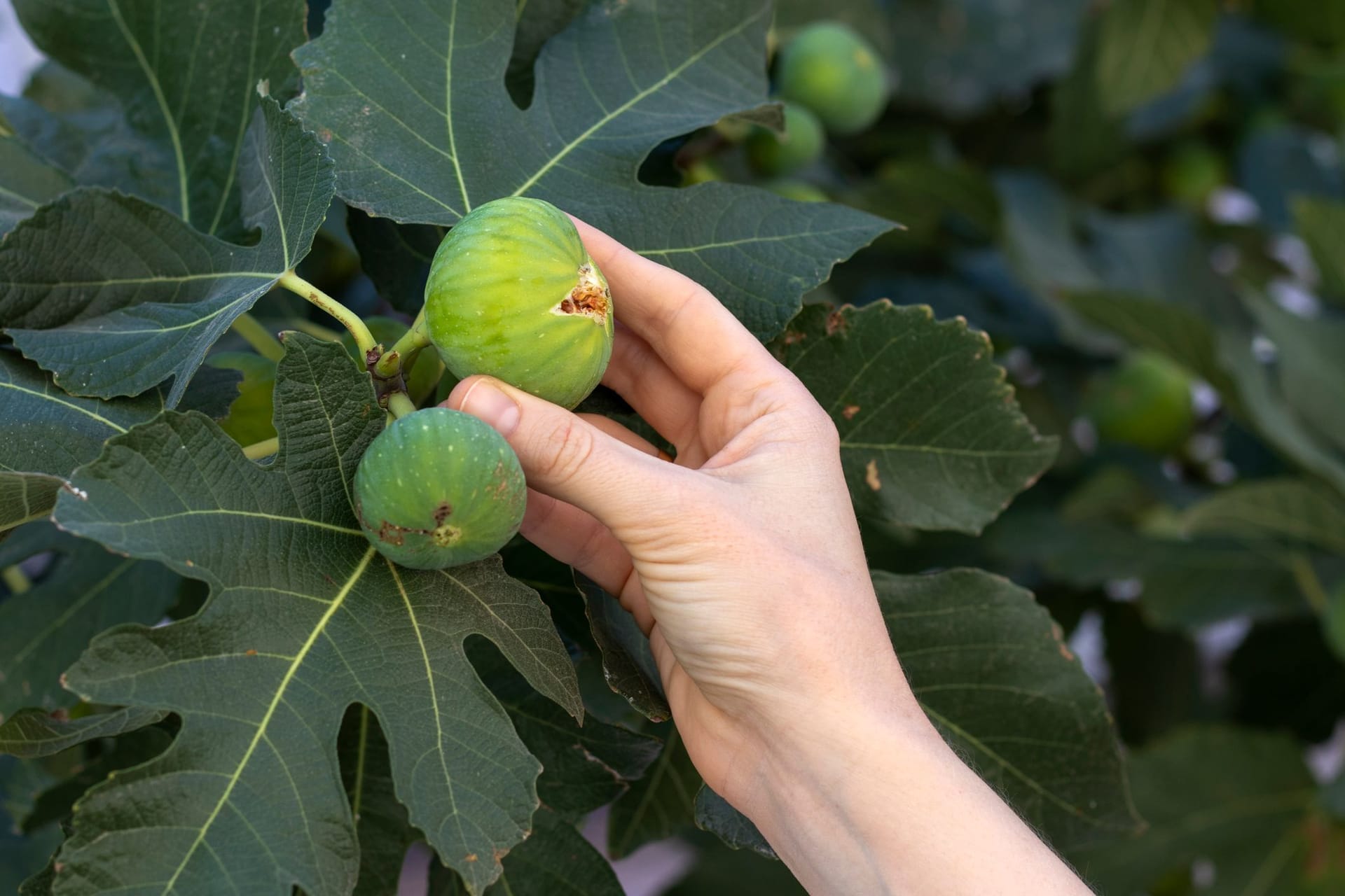 Echte Feigen benötigen einen Bestäuber, weshalb sich selbtsfruchtende Feigen besser für den privaten Garten eignen.