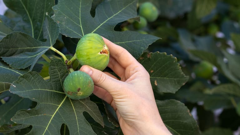 Befruchtung der Feige: Kuriose Fakten im Überblick