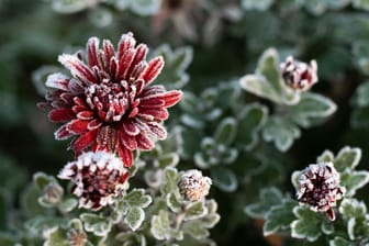 Chrysanthemen sehen wunderschön aus und überstehen mit der richtigen Pflege auch den Winter.