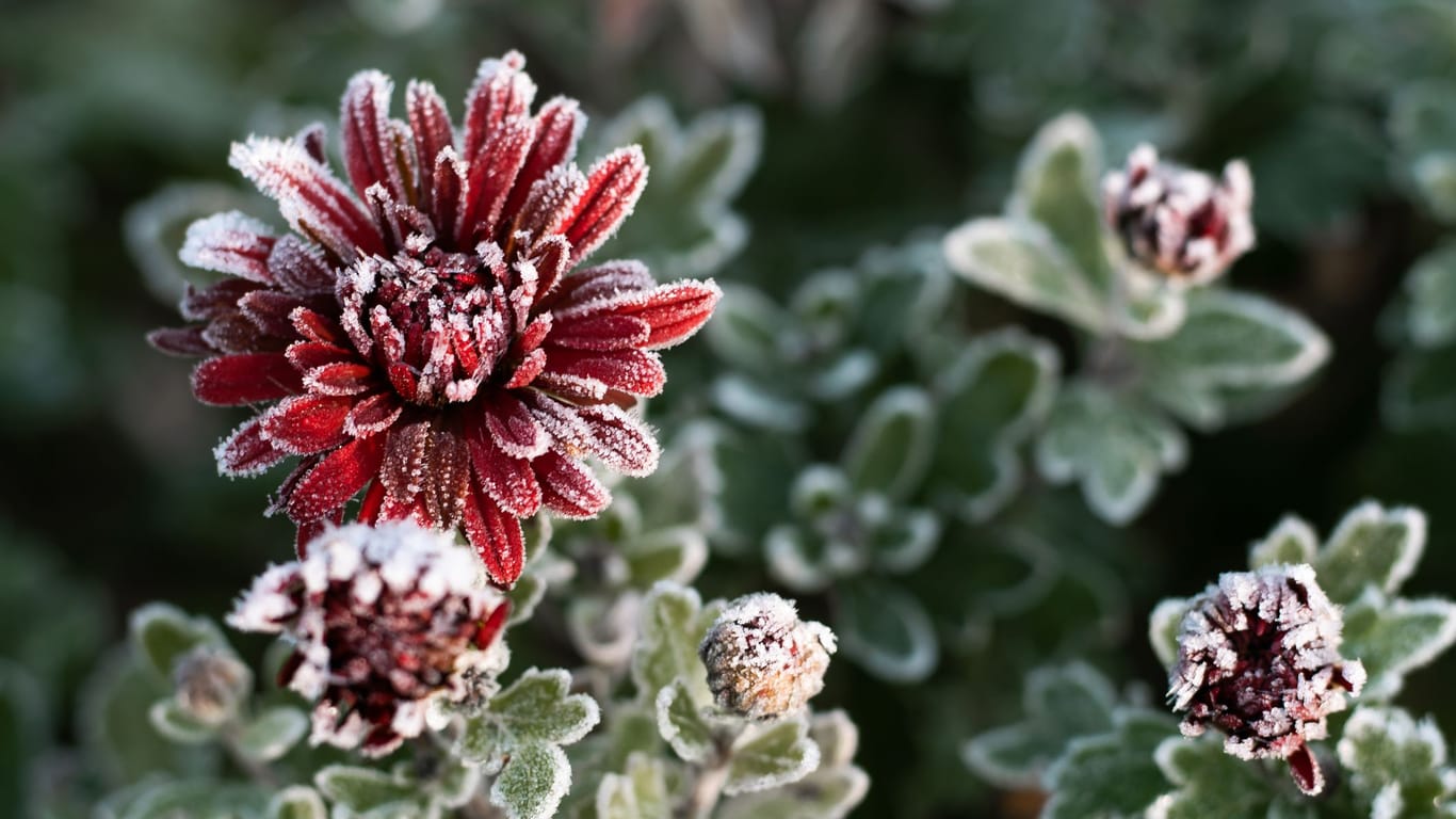 Chrysanthemen sehen wunderschön aus und überstehen mit der richtigen Pflege auch den Winter.