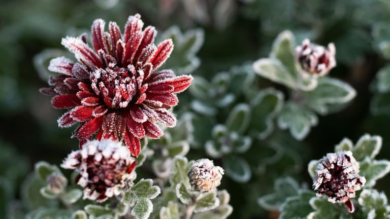 Pflegeleichte Farbtupfer Winterharte Balkonpflanzen für den Herbst