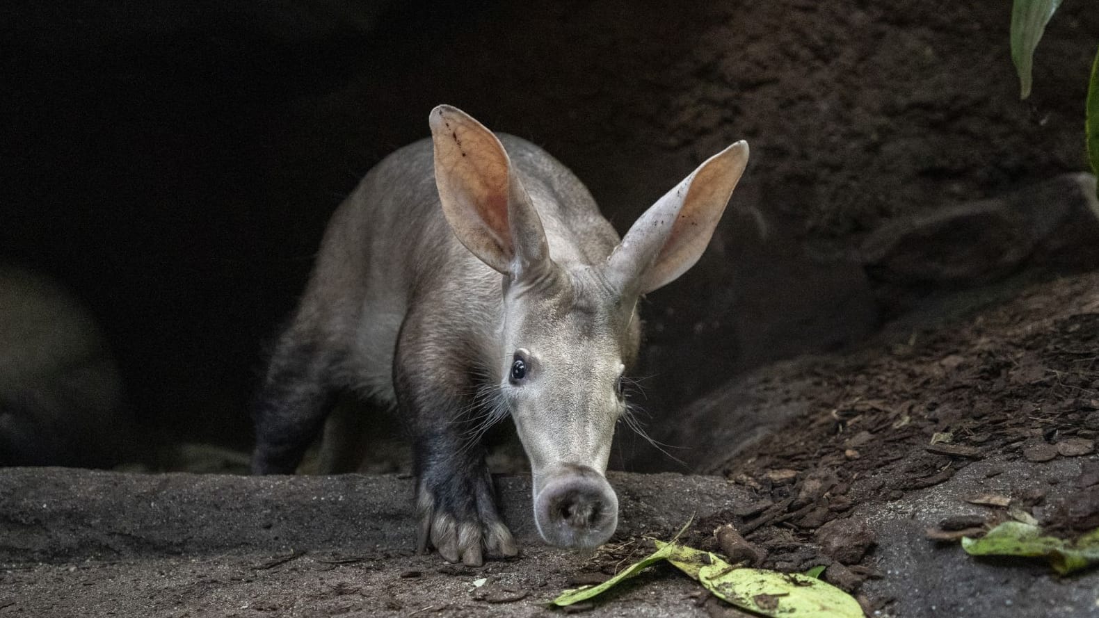 Ein Erdferkel (Symbolbild): Der Rüssel hat dem Tier den Vergleich mit Schweinen eingebracht. Allerdings ist es mit ihnen gar nicht verwandt.