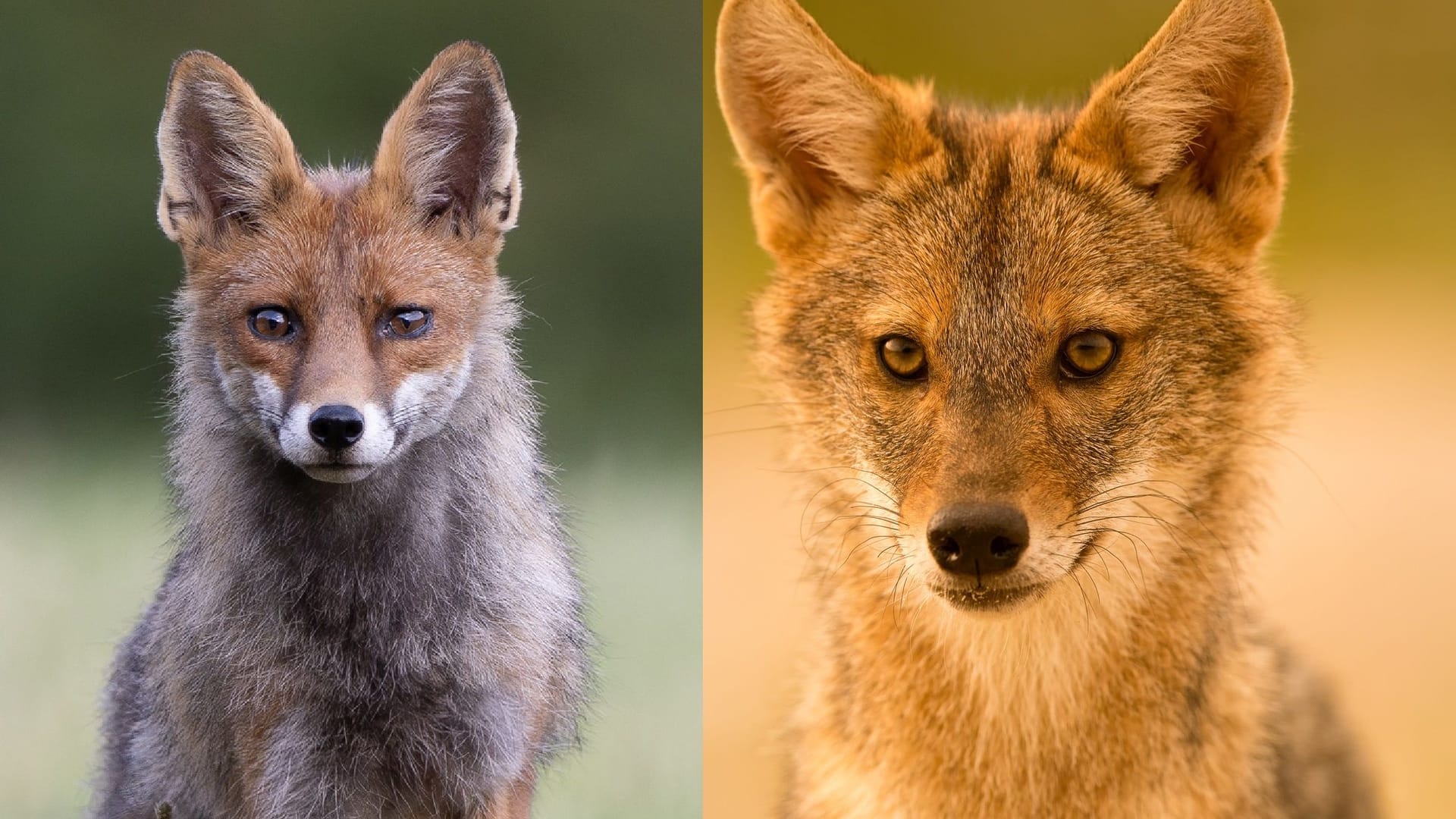 Vergleich: Zwischen einem Fuchs (links) und einem Goldschakal (rechts) gibt es eine gewisse Ähnlichkeit.