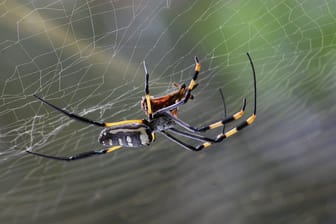 Spinnen sind in ihrer Erscheinung vielfältig, Flügel besitzen sie jedoch nicht.