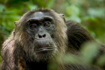 Schimpansen in Uganda: Wohl nirgendwo in freier Wildbahn werden sie älter. Dadurch kam es zu einer bahnbrechenden Entdeckung.