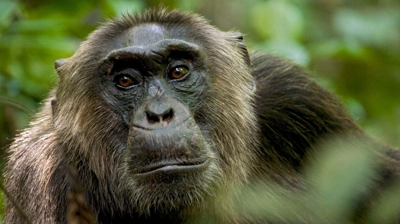 Schimpansen in Uganda: Wohl nirgendwo in freier Wildbahn werden sie älter. Dadurch kam es zu einer bahnbrechenden Entdeckung.