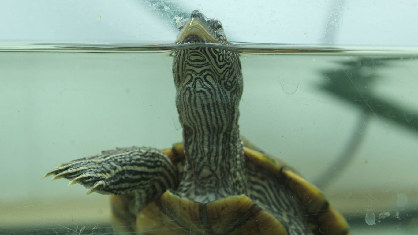Eine Mississippi-Höckerschildkröte in einem Terrarium (Symbolbild): In Hannover ist ein solches Exemplar ausgesetzt worden.