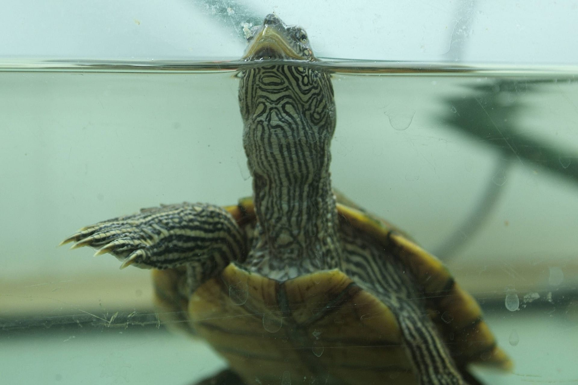 Eine Mississippi-Höckerschildkröte in einem Terrarium (Symbolbild): In Hannover ist ein solches Exemplar ausgesetzt worden.