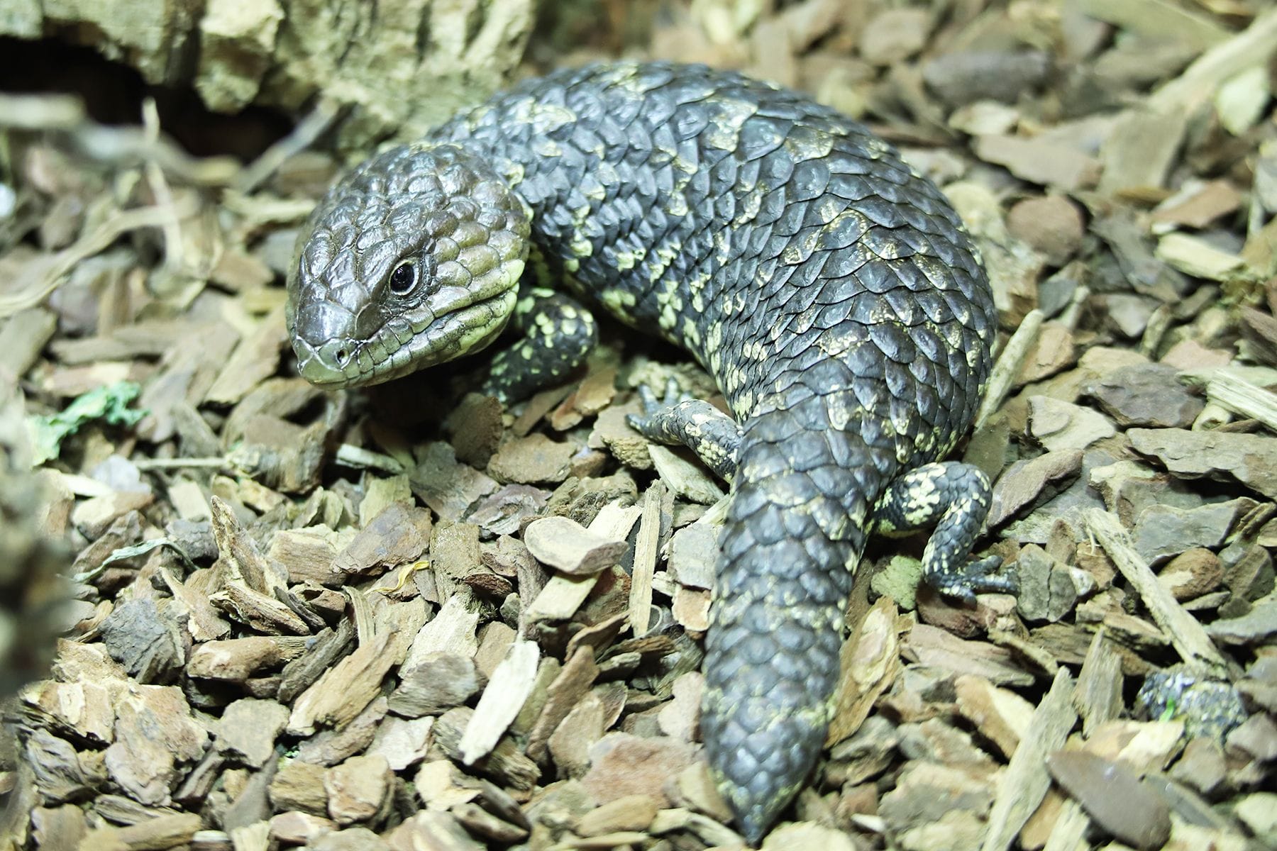 Die kleine Tannenzapfenechse bei Hagenbeck ist eine echte Sensation.