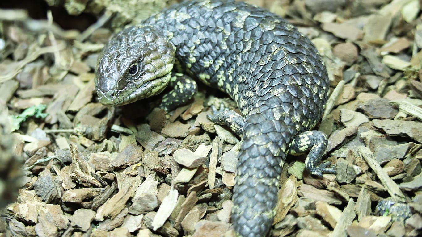 Die kleine Tannenzapfenechse bei Hagenbeck ist eine echte Sensation.