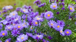 Astern winterhart bekommen So pflegen und überwintern Sie die Herbstblumen
