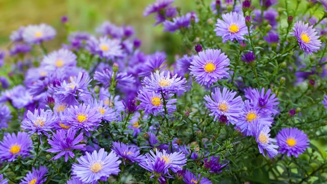 Astern winterhart bekommen So pflegen und überwintern Sie die Herbstblumen