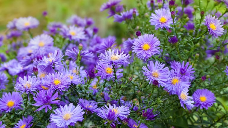 Astern winterhart bekommen So pflegen und überwintern Sie die Herbstblumen