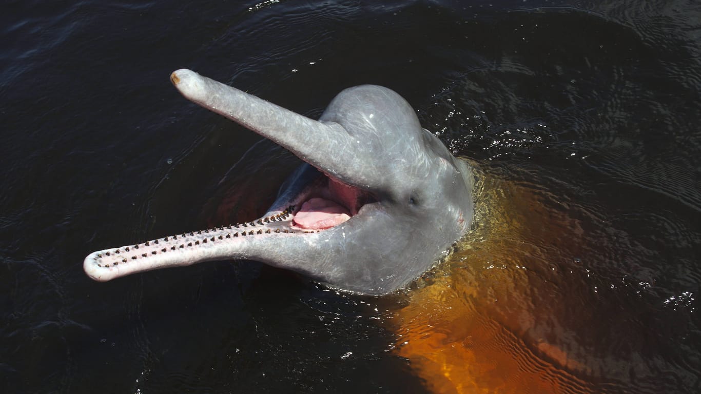 Ein Amazonas-Delphin: Es gibt sechs Arten von Flussdelfinen. Alle sind stark gefährdet oder vom Aussterben bedroht.