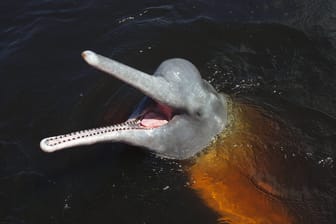 Ein Amazonas-Delphin: Es gibt sechs Arten von Flussdelfinen. Alle sind stark gefährdet oder vom Aussterben bedroht.