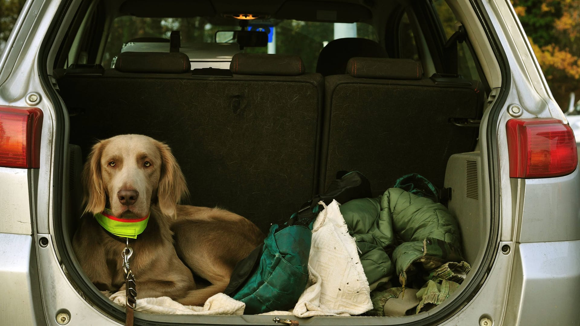 Hund im Auto: Die Haare sind manchmal schwer zu entfernen