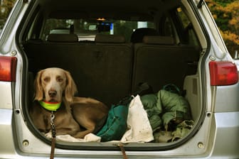 Hund im Auto: Die Haare sind manchmal schwer zu entfernen