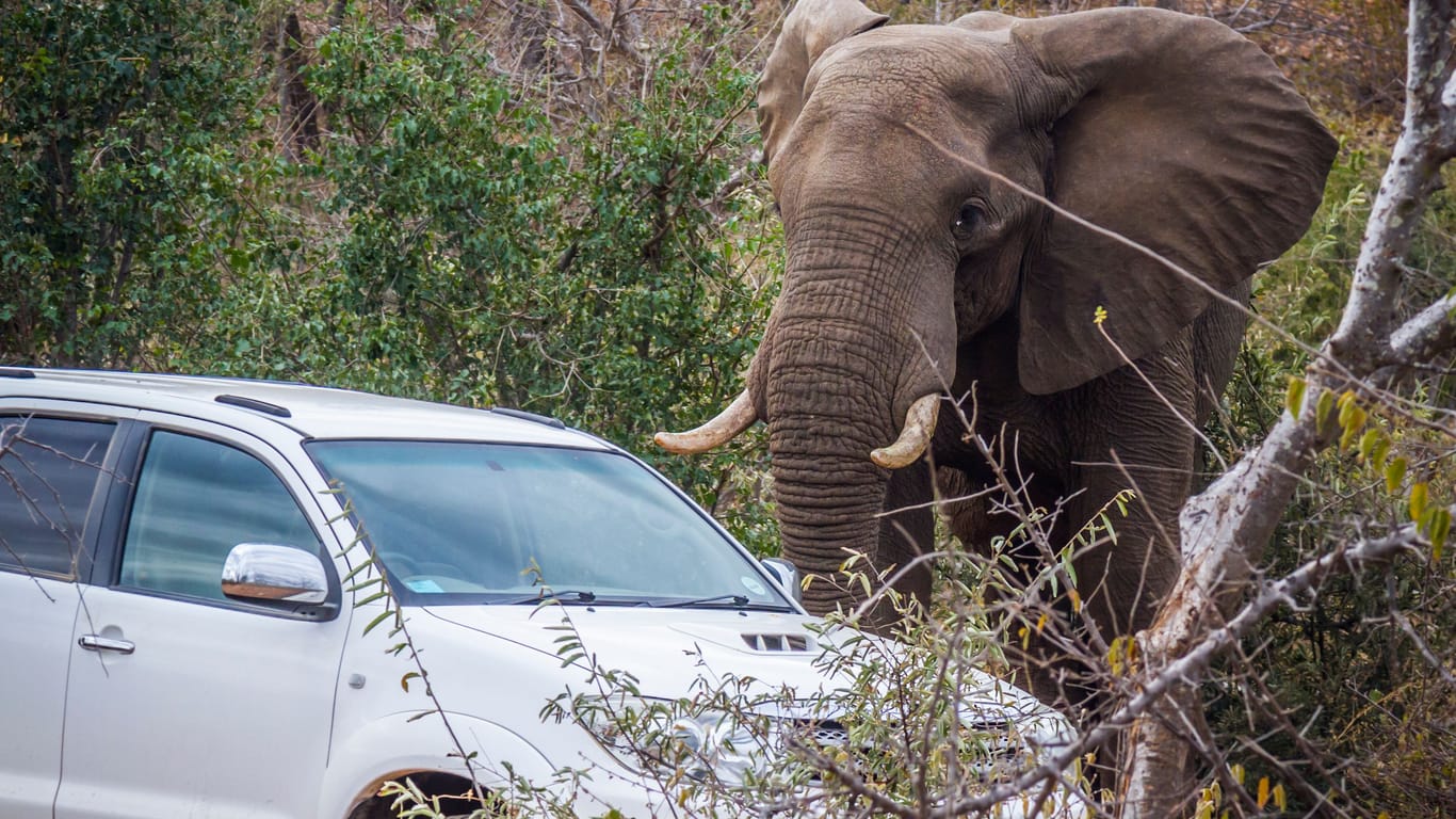 Ein Elefant nähert sich einem Touristenauto in einem afrikanischen Nationalpark (Symbolfoto): In Simbabwe musste ein Deutscher drei Tage lang in einem Park ausharren.