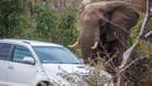 Ein Elefant nähert sich einem Touristenauto in einem afrikanischen Nationalpark (Symbolfoto): In Simbabwe musste ein Deutscher drei Tage lang in einem Park ausharren.